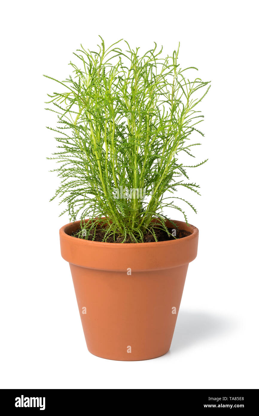 Brown terra cotta pot with fresh Santolina rosmarinifolia isolated on white background Stock Photo
