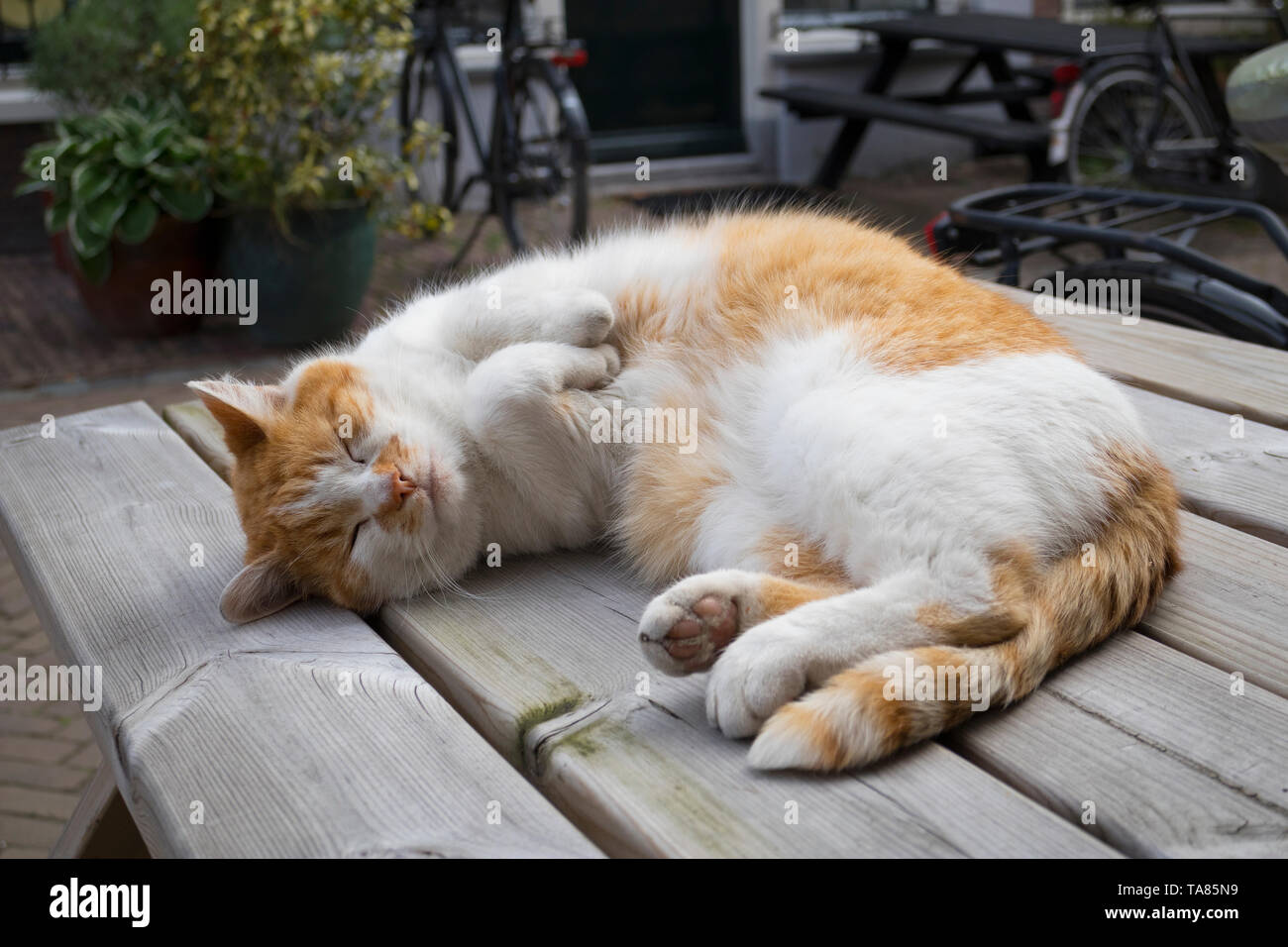 Relaxed sleeping red and white cat on a wooden garden table Stock Photo