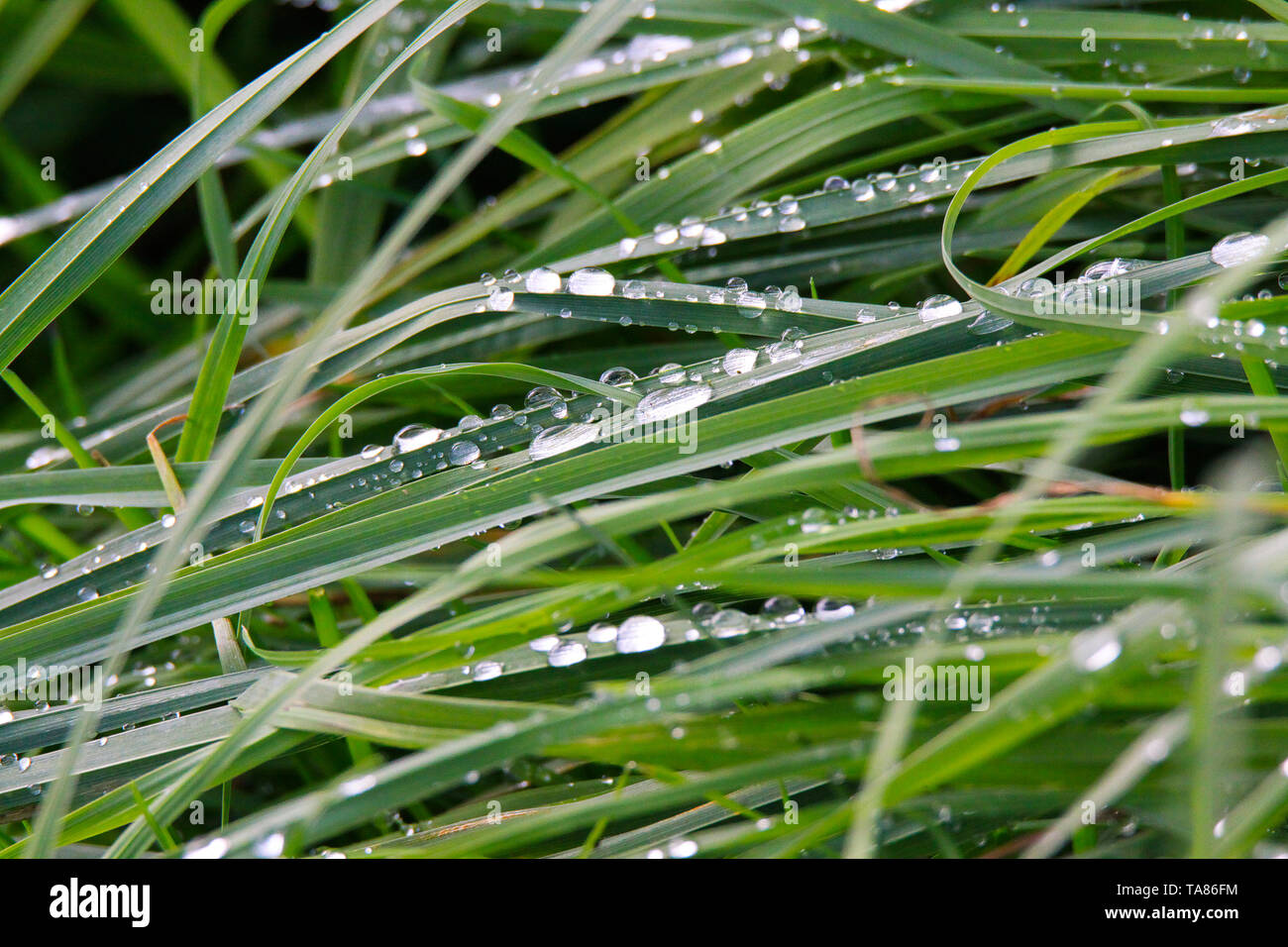 Raindrops grass blade of grass hi-res stock photography and images - Alamy