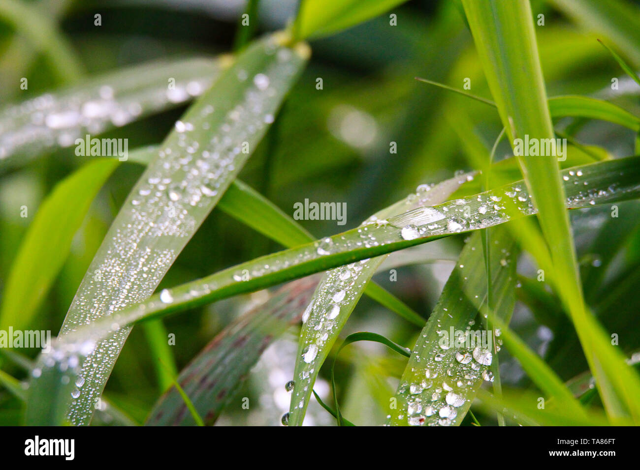 Raindrops grass blade of grass hi-res stock photography and images - Alamy