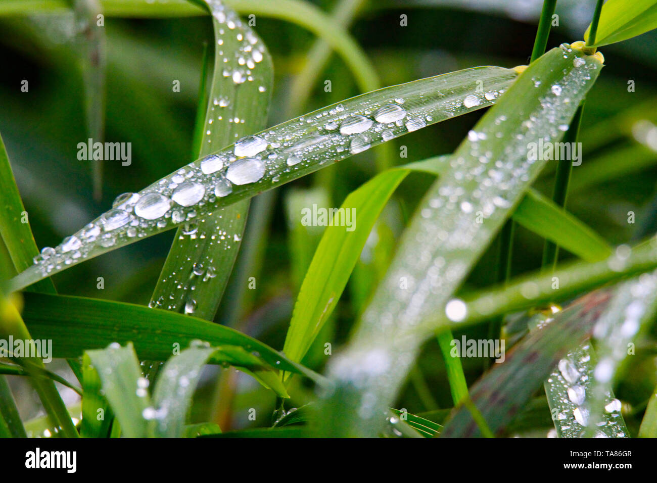 Raindrops grass blade of grass hi-res stock photography and images - Alamy
