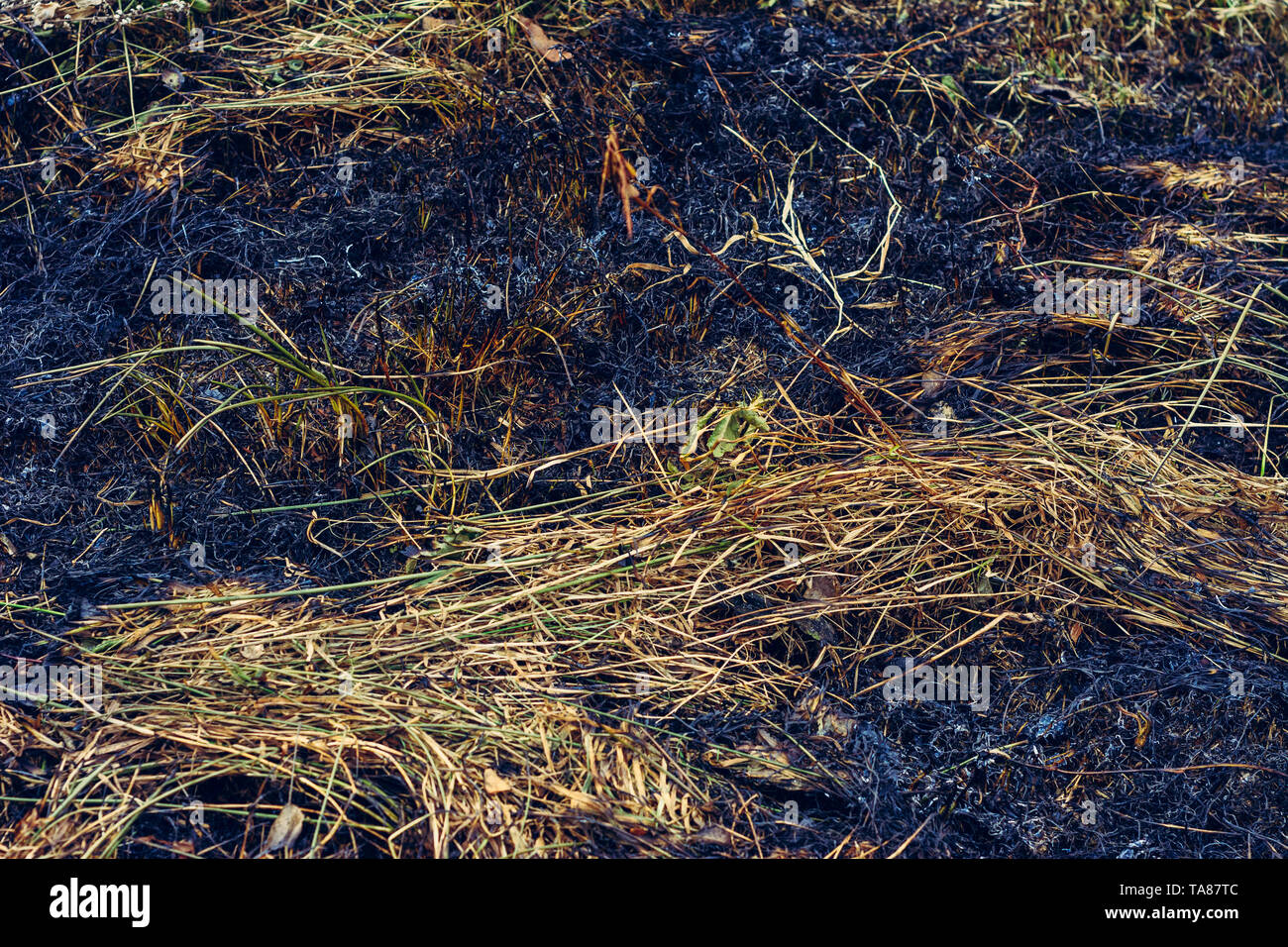 Black spots and smoke from burnt dry grass are environmentally ...