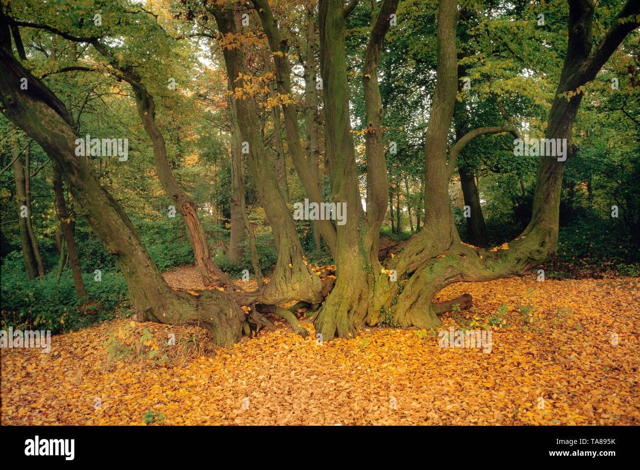 Spreading mature tree trunk & branches, autumn forest floor covered in fallen leaves Stock Photo