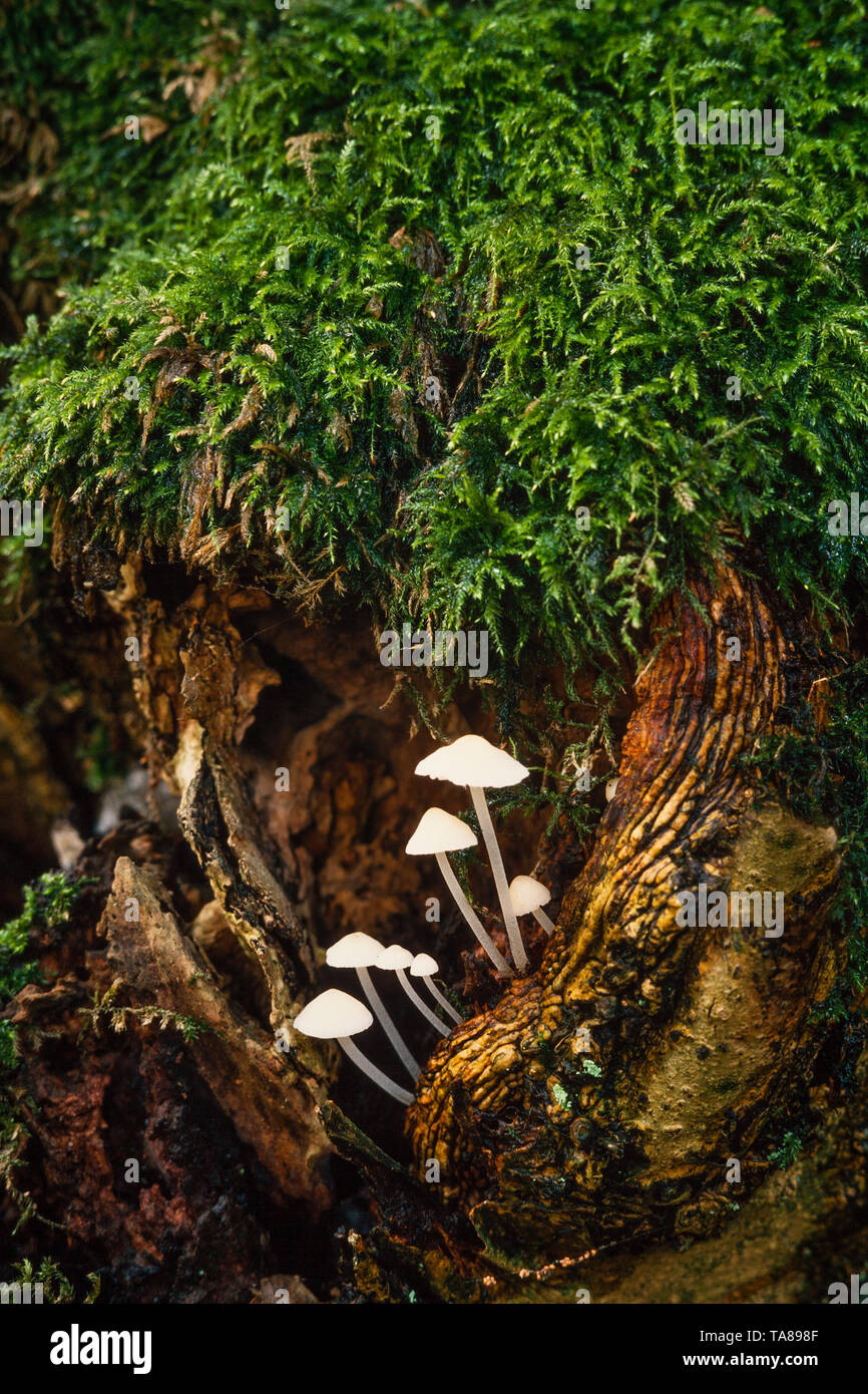 Pale mushrooms growing from a rotting wooden stump with moss. Stock Photo