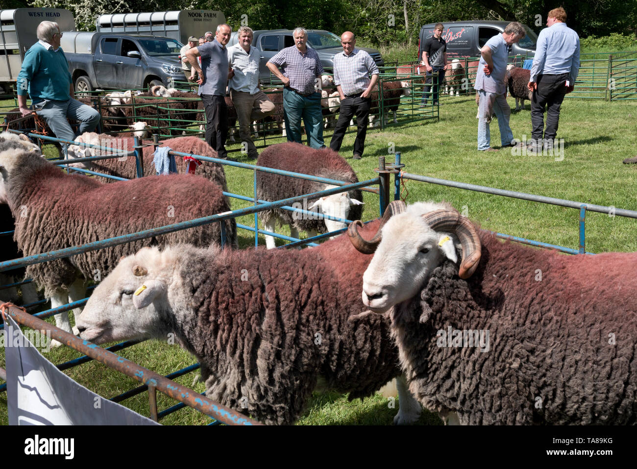 Herdwick tups await judging at the annual Keswick May Ram Fair, Cumbria, while farmers look on. Stock Photo