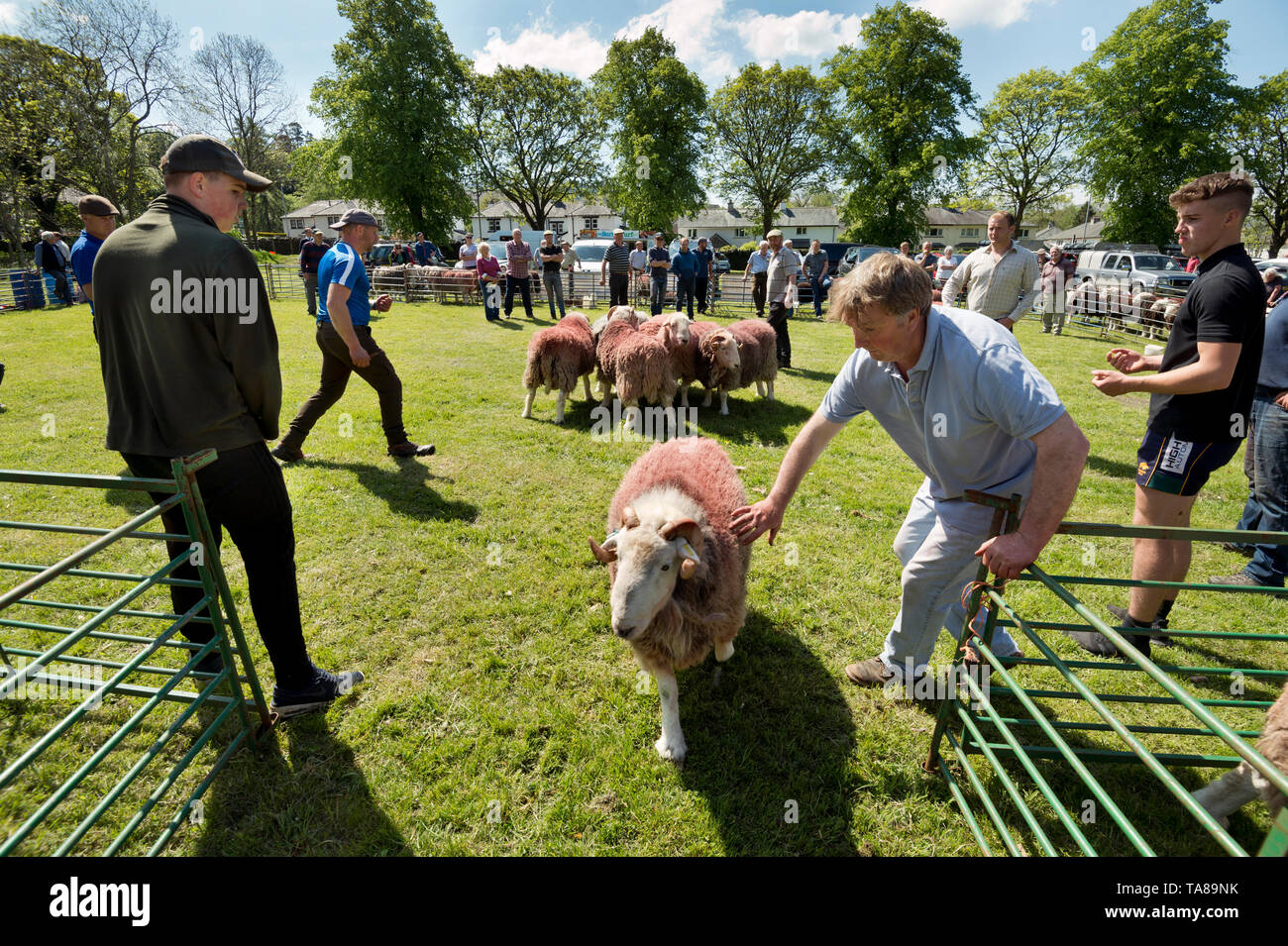 Herdwick tups await judging at the annual Keswick May Ram Fair, Cumbria. Stock Photo