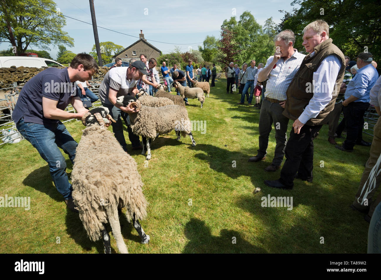 The judges assess Swaledales at Mungrisdale Swaledale Sheep Show, Cumbria. Stock Photo
