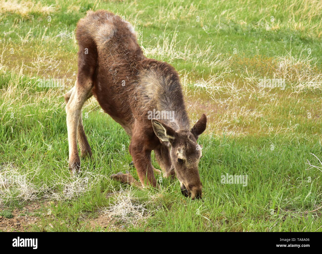 A moose calf forages in the prairie grass at Seedskadee National