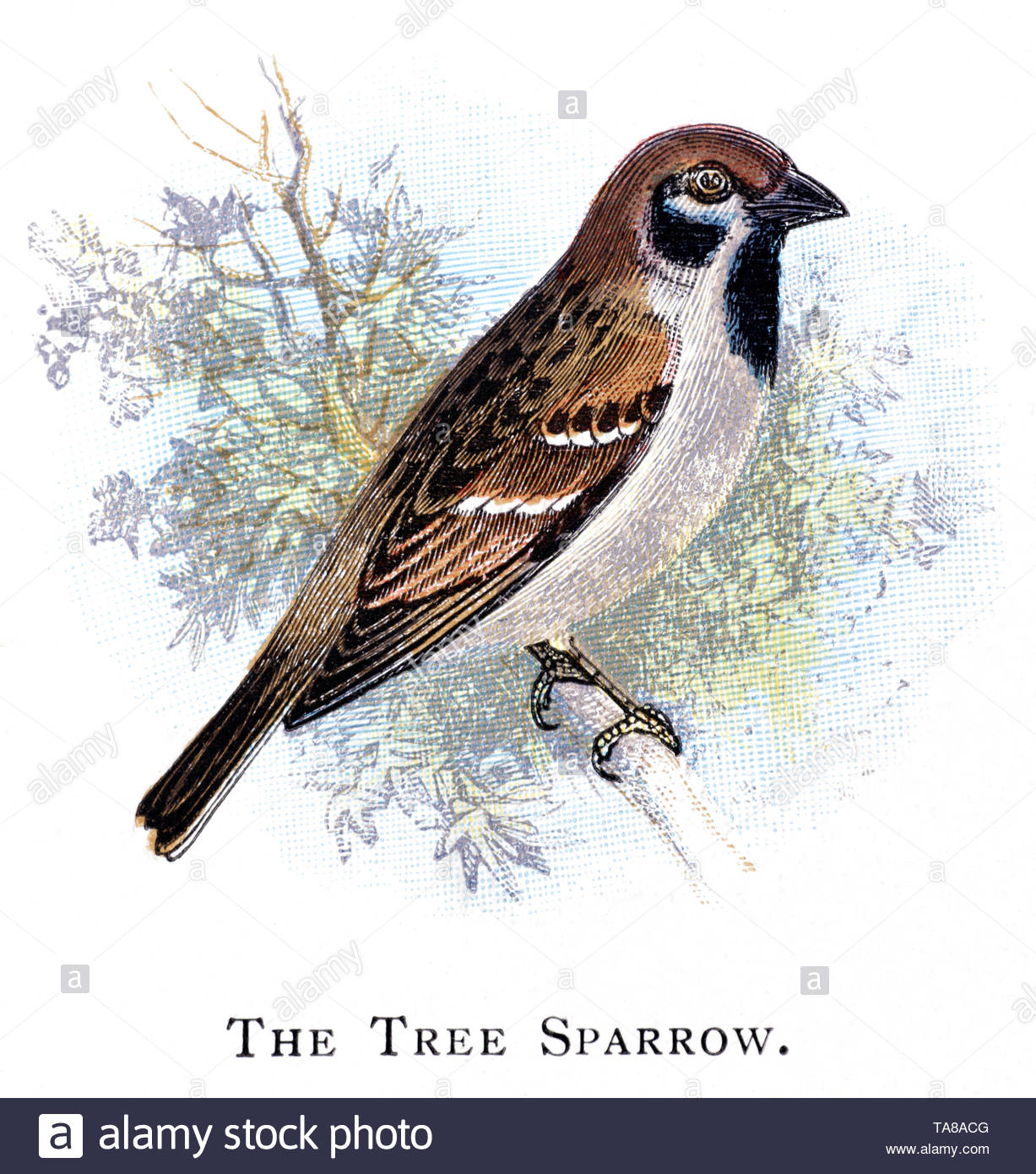 Tree Sparrow (Passer montanus), vintage illustration published in 1898 Stock Photo