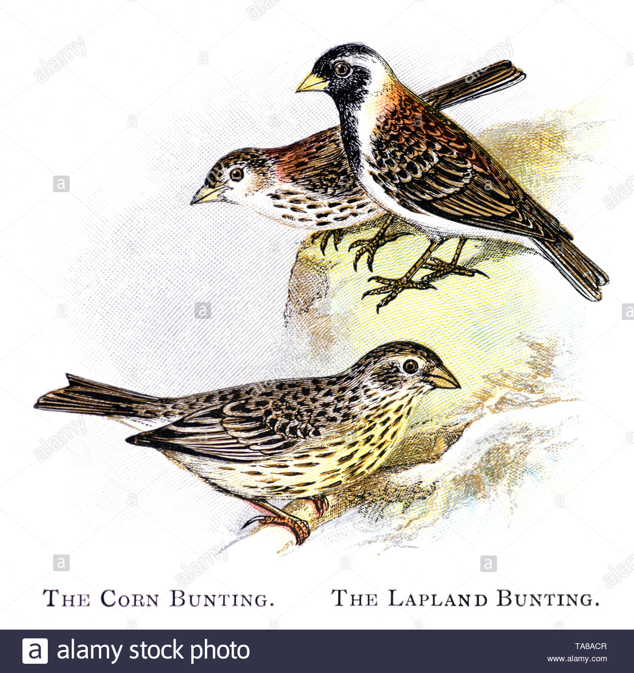 Corn Bunting (Emberiza calandra) and Lapland Bunting (Calcarius lapponicus), vintage illustration published in 1898 Stock Photo
