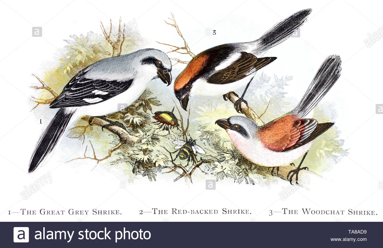 Great Grey Shrike (Lanius excubitor), Red Backed Shrike (Lanius collurio) and The Woodchat Shrike (Lanius senator), vintage illustration published in 1898 Stock Photo