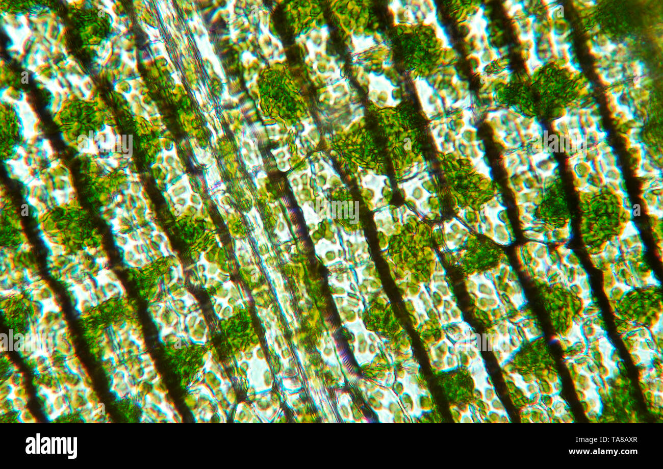 Chloroplasts in Elodea as viewed through a microscope magnified 100X Stock  Photo - Alamy