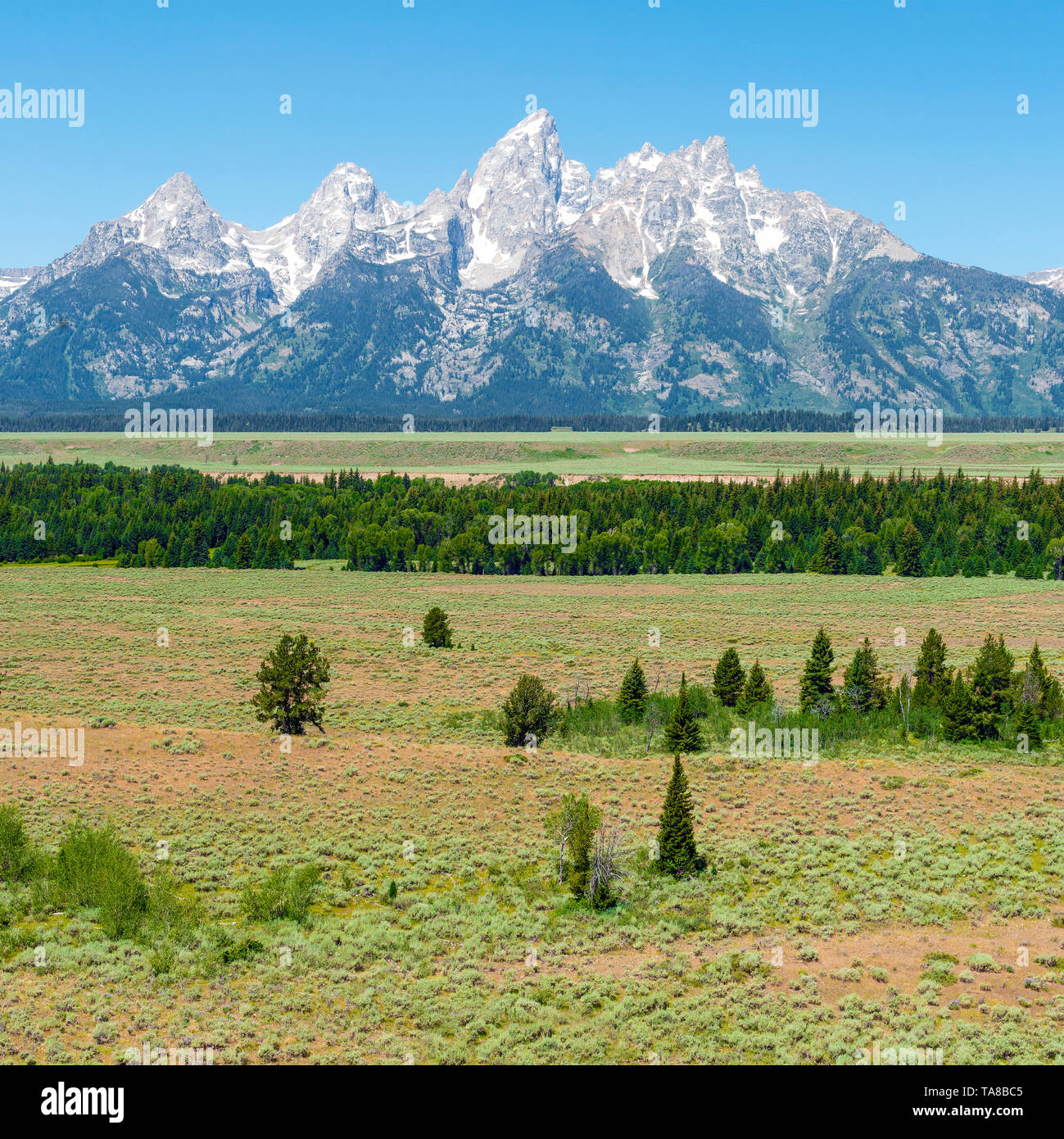 The majestic peaks of the Grand Tetons on a bright summer day with a pine tree forest in the