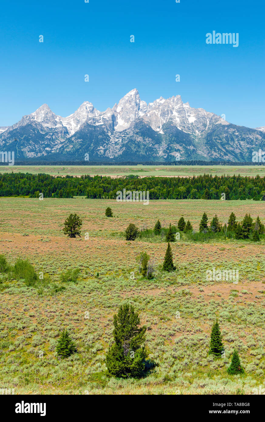 The majestic peaks of the Grand Tetons on a bright summer day with a pine tree forest in the foreground, Grand Teton national park, Wyoming, USA. Stock Photo