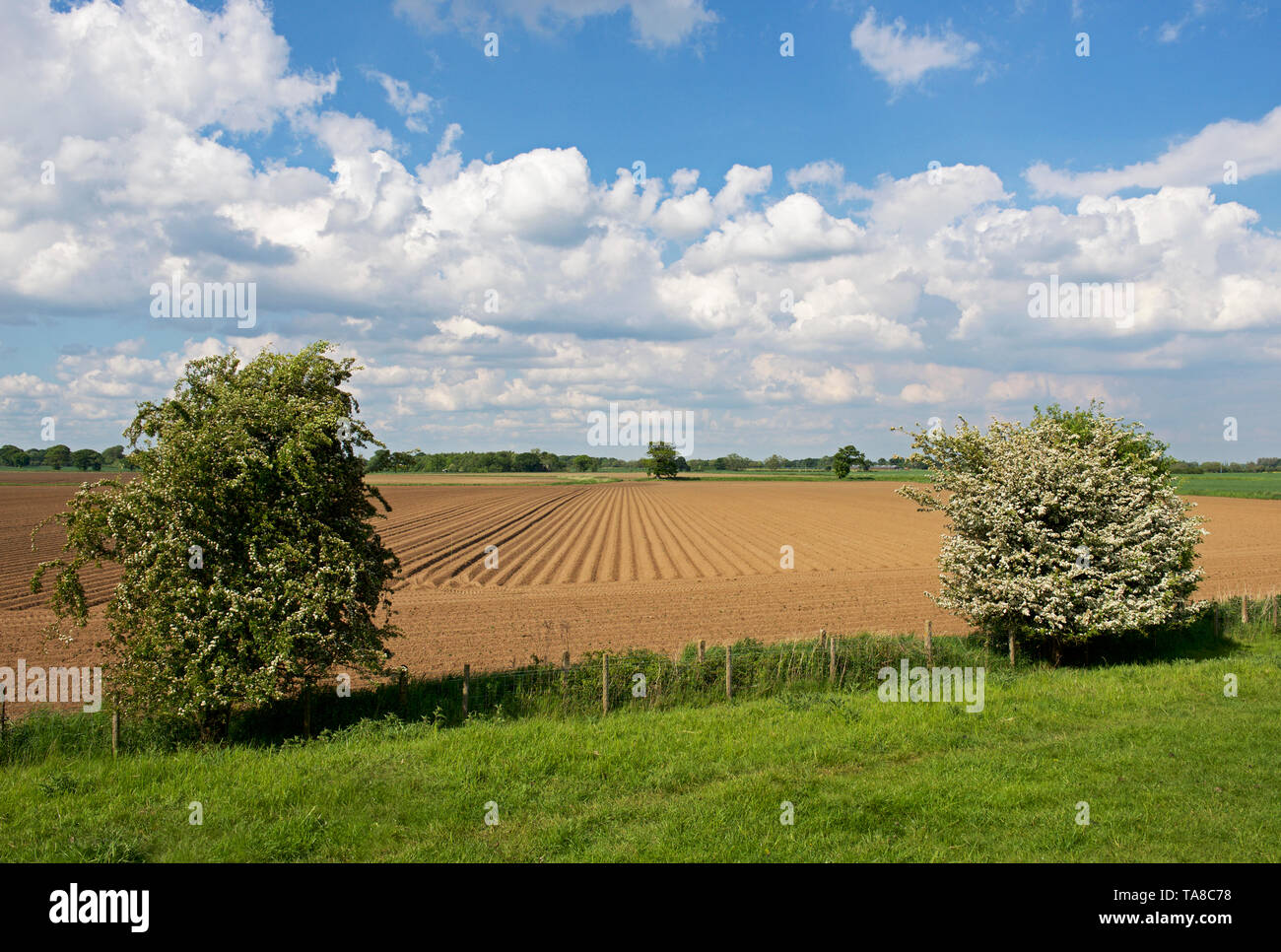 Agricultural land and a wind turbine at Barmby on the Marsh, East