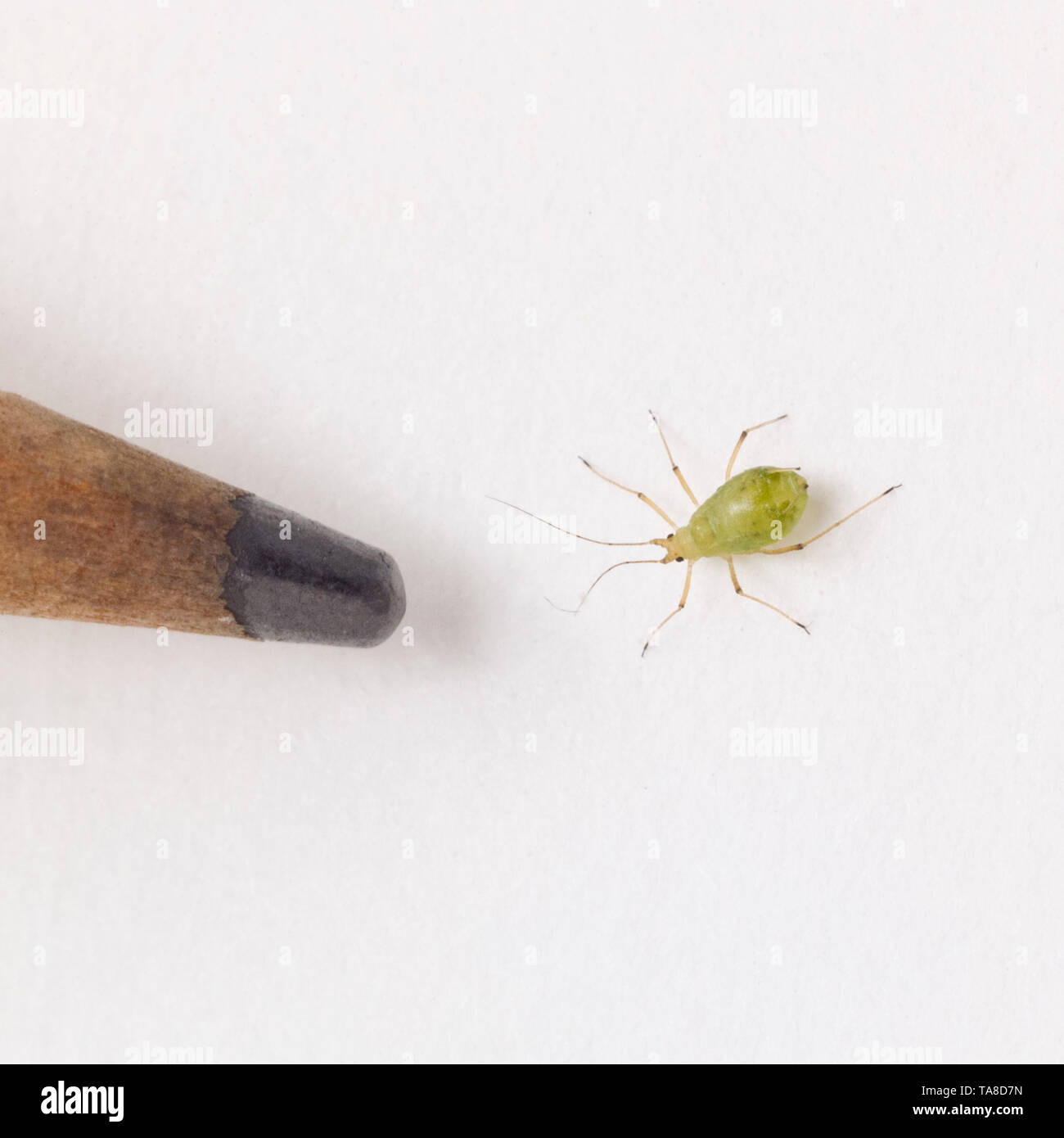 Aphid and Pencil Tip against White Background Stock Photo