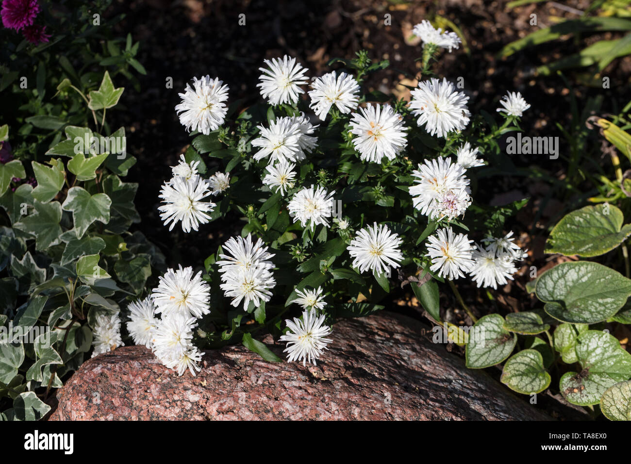 'Victoria' Michaelmas daisy, Höstaster (Symphyotrichum novi-belgii) Stock Photo