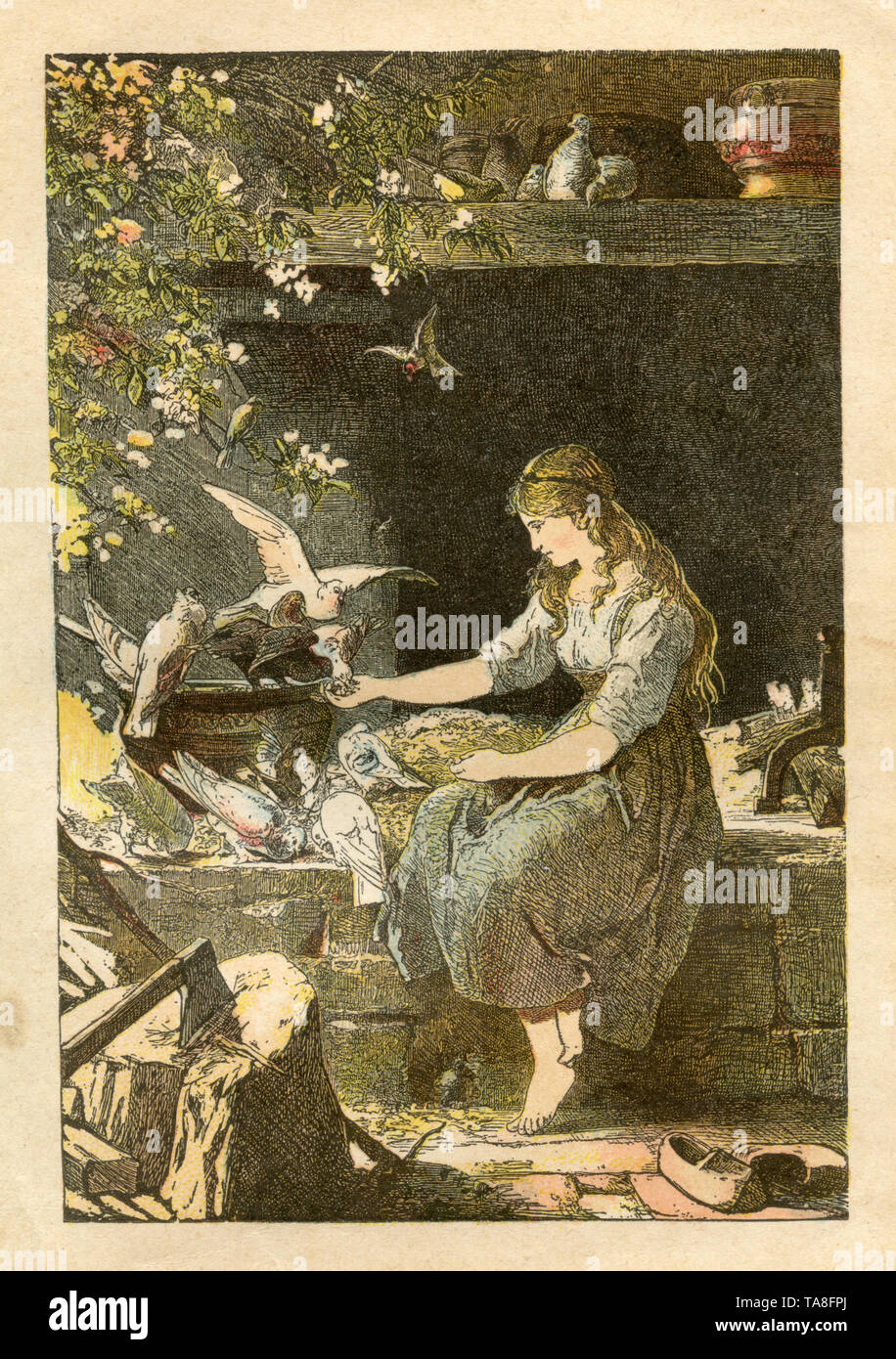 Cinderella, the doves are helping the girl pick up the lenses. Grimm's fairy tale , Paul Meyerheim (, 1907) Stock Photo