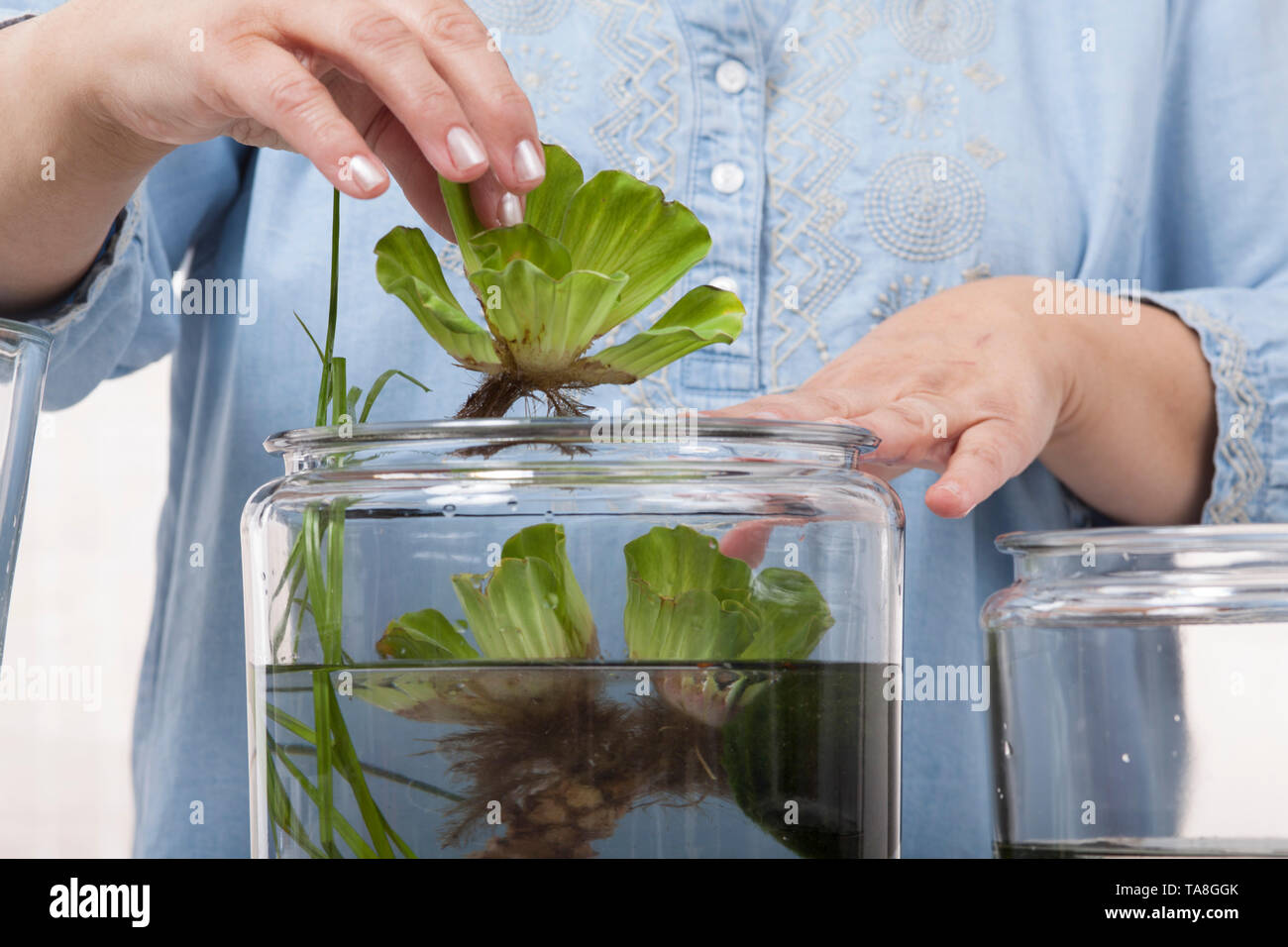 Water Lettuce, Pistia stratiotes, being Placed in Container Water Garden Stock Photo