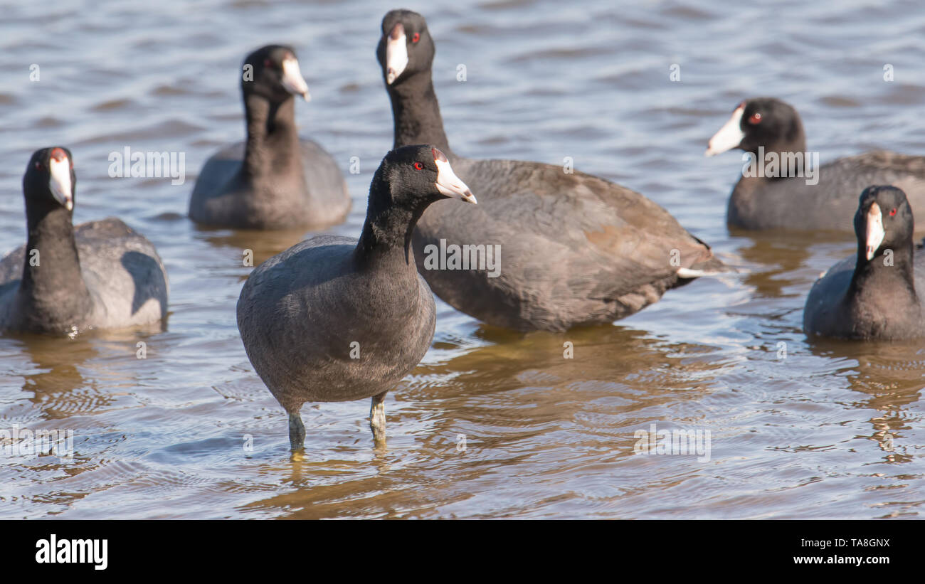 American coots on the Minnesota River during spring migrations - in the Minnesota Valley National Wildlife Refuge Stock Photo