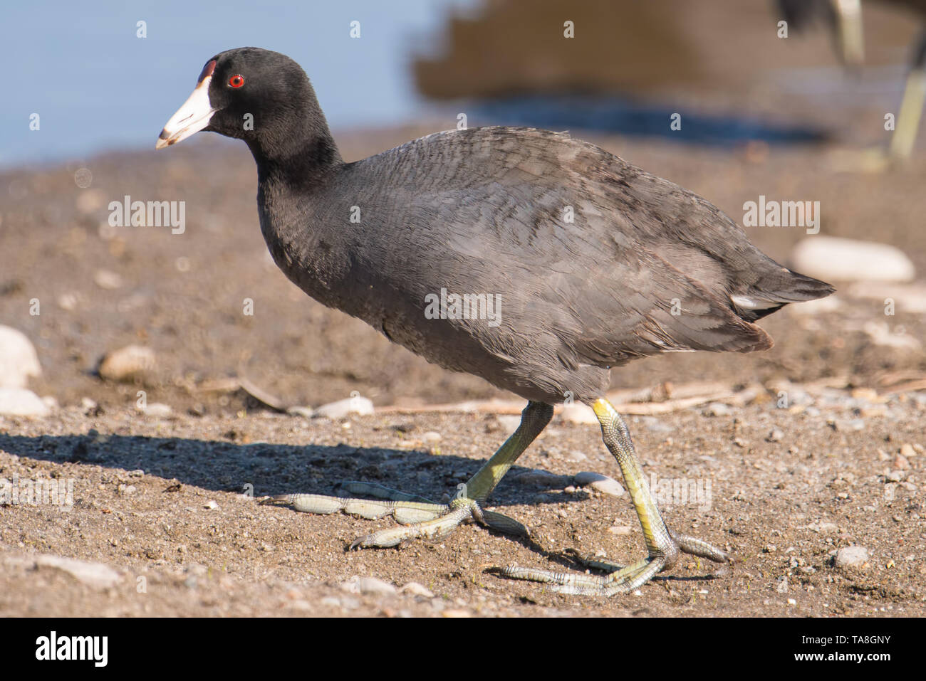American coot on the Minnesota River during spring migrations - in the Minnesota Valley National Wildlife Refuge Stock Photo