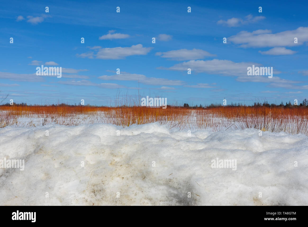 Beautiful sunny winter's day in the SaxZim Bog with three layers