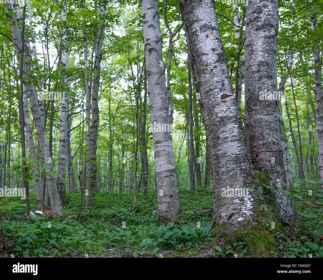 Shady birch deciduous tree forest with green leaves in the Porcupine