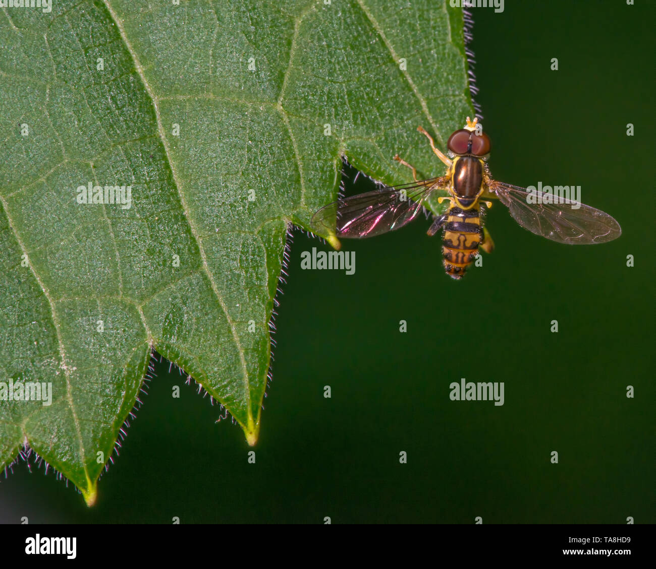 Macro detailed image of flower fly species on a green leaf - taken in Minnesota Stock Photo