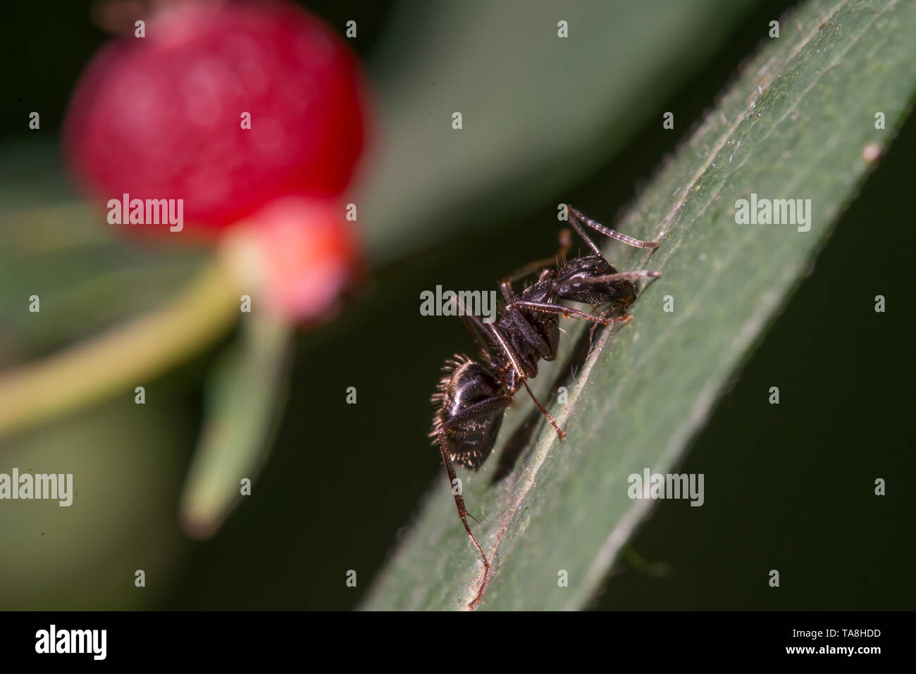 Extreme closeup detailed image ant climbing on leaf with red berry in background - great macro detail of ant Stock Photo