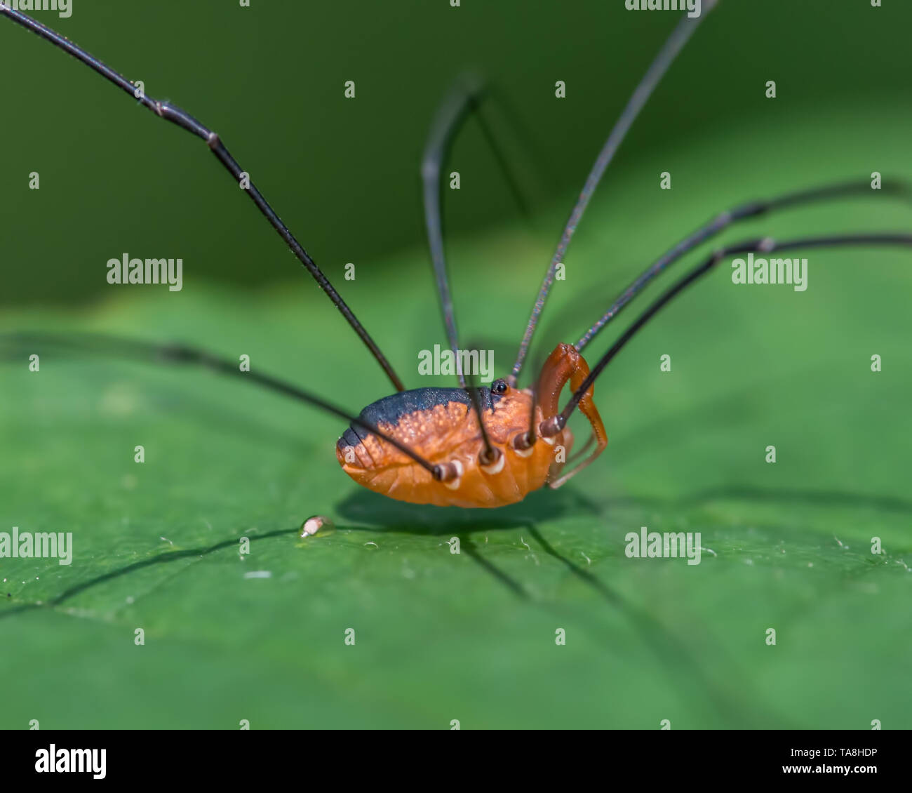 HARVESTMAN or DADDY-LONG-LEGS Order Opiliones Stock Photo - Alamy