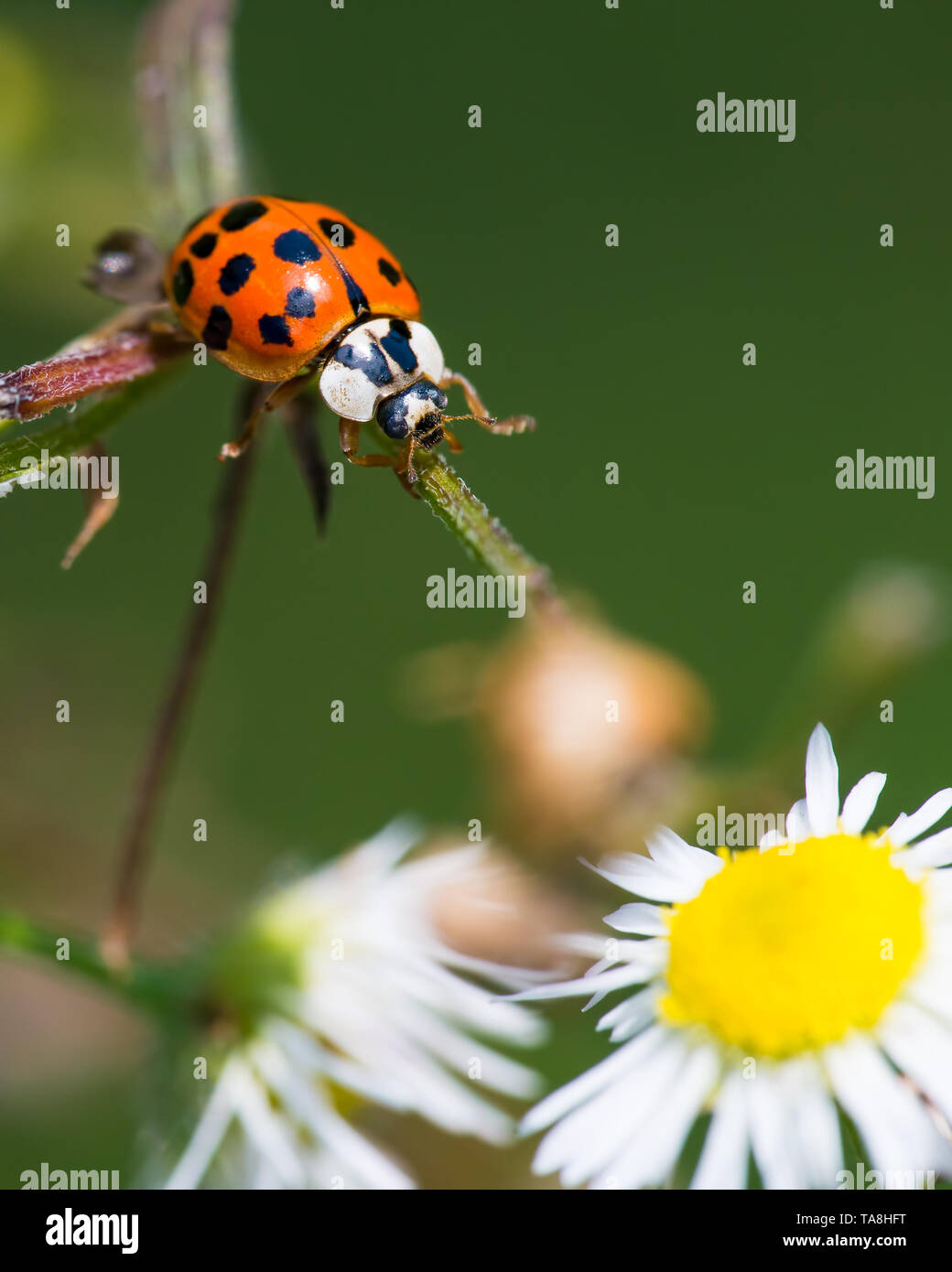 Asian lady beetle on twig near Minnesota River Stock Photo