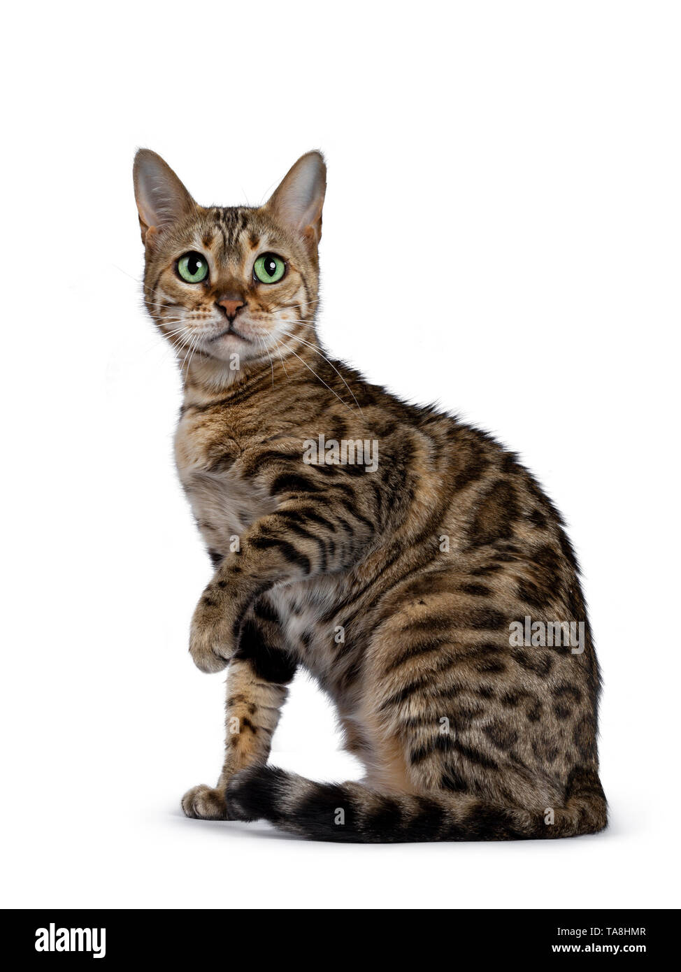 Pretty brown spotted female Bengal cat sitting side wards like Egyptian god. Looking above lens with mesmerizing green eyes. Tail curled around body a Stock Photo