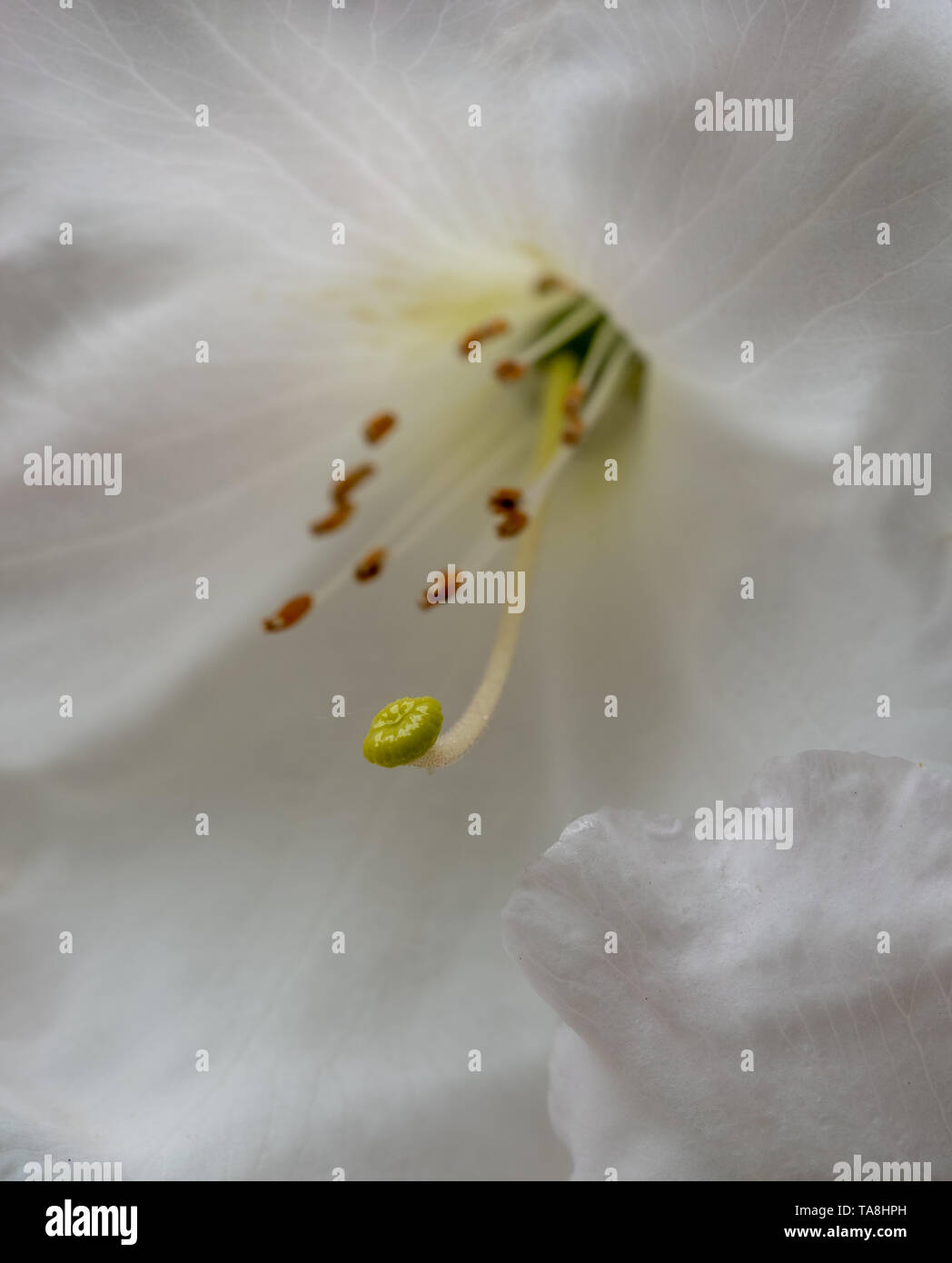 Azalea Rhs White azalea flowers in bloom in spring. Photographed at RHS Wisley, in ...