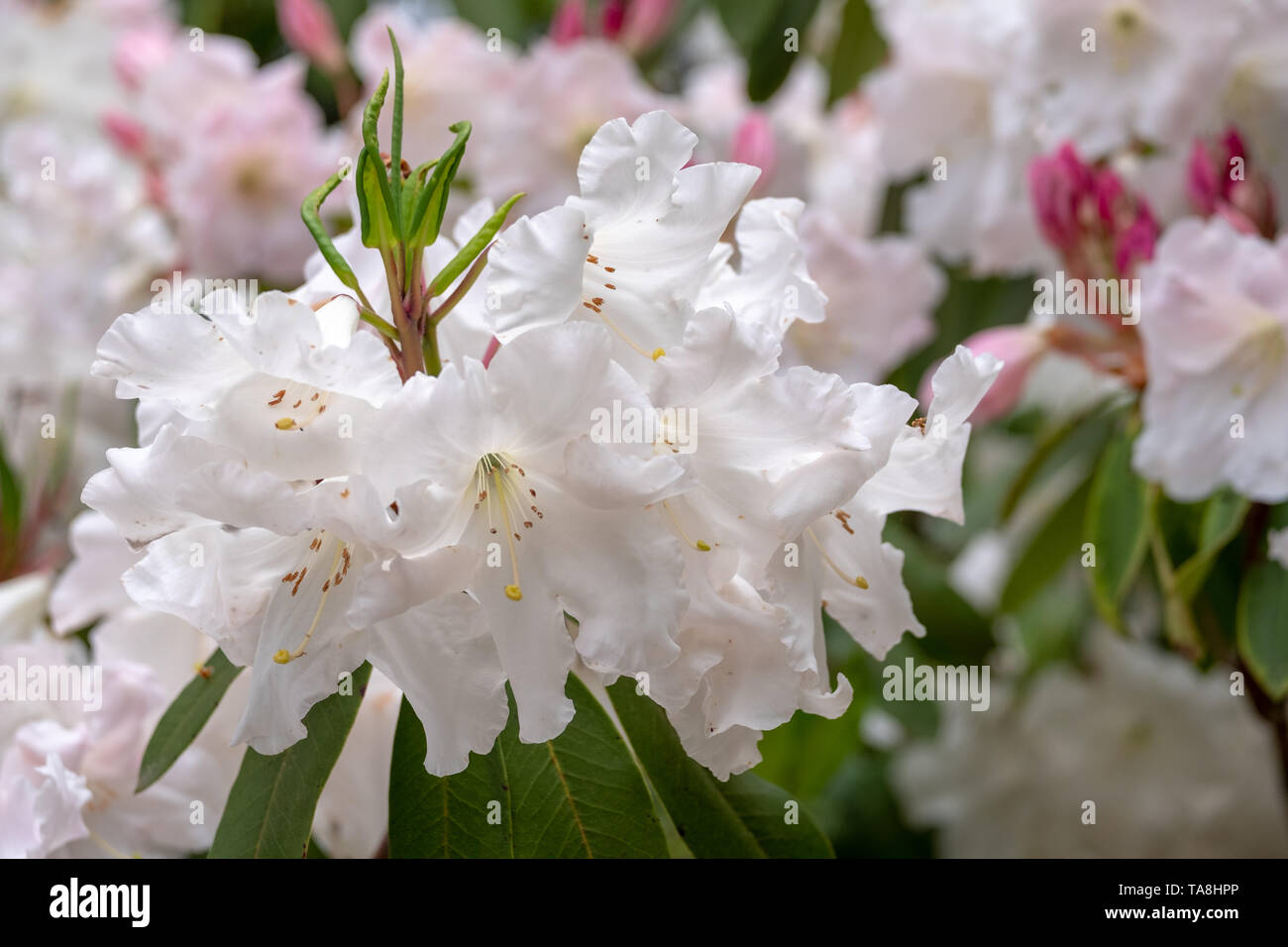 Azalea Rhs White azalea flowers in bloom in spring. Photographed at RHS Wisley, in ...