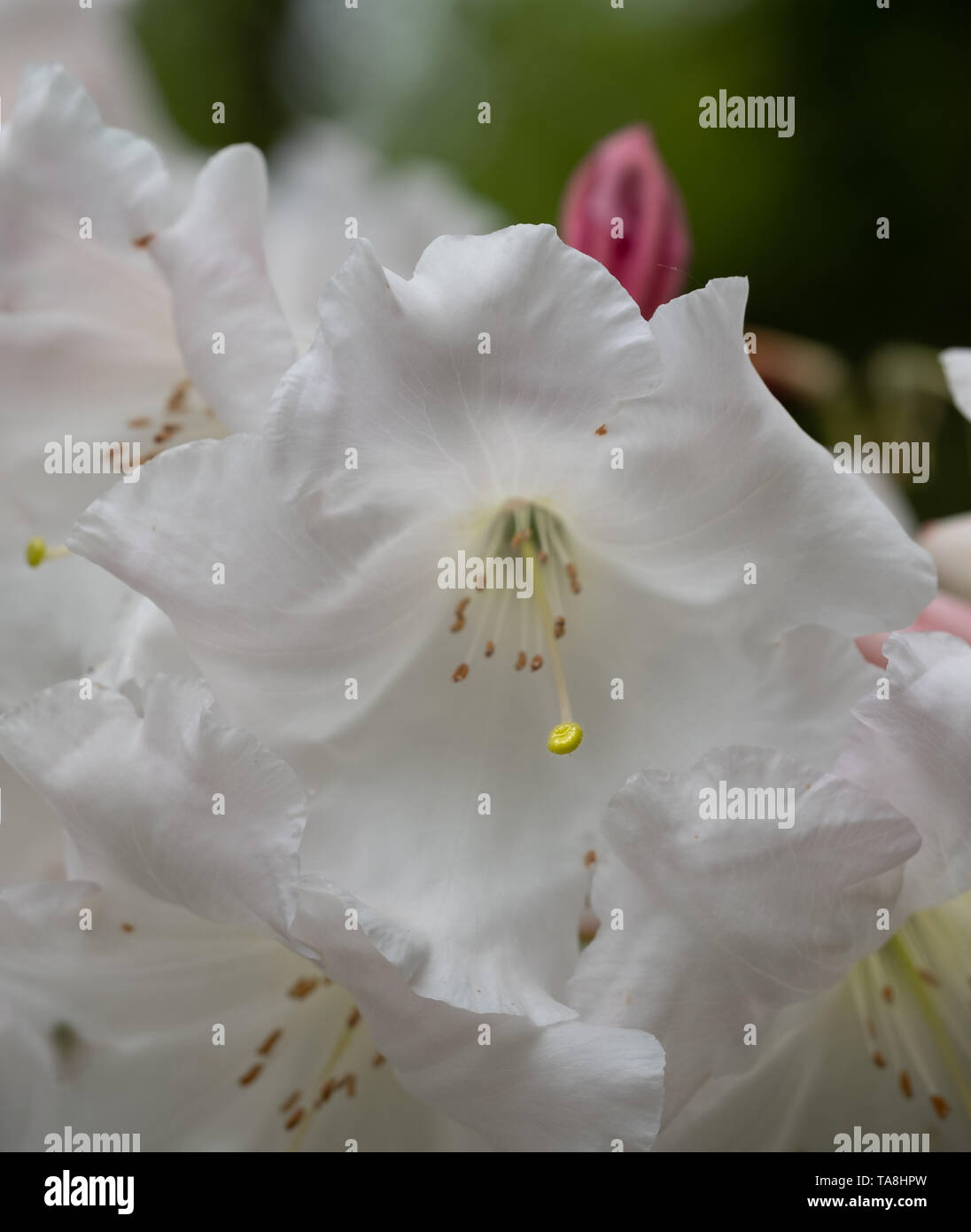 Azalea Rhs White azalea flowers in bloom in spring. Photographed at RHS Wisley, in ...
