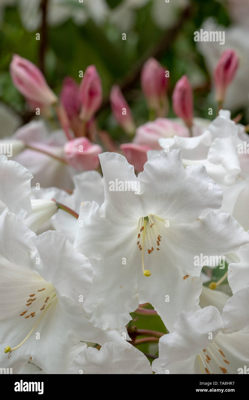 Azalea Rhs White azalea flowers in bloom in spring. Photographed at RHS Wisley, in ...