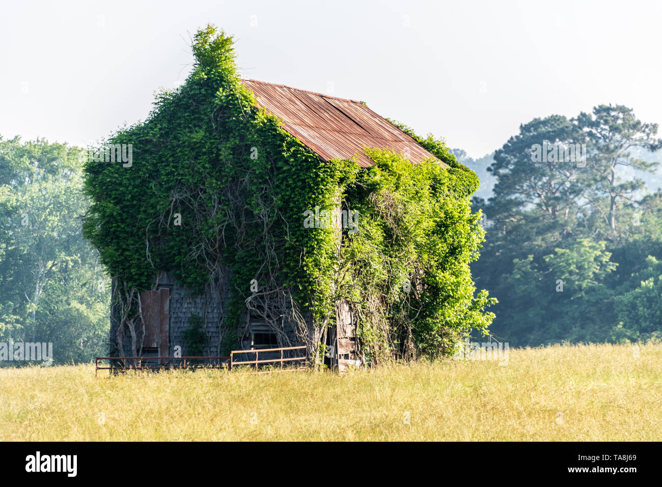 Overgrown tin-roofed house in the foothills of the North Georgia Mountains. (USA) Stock Photo