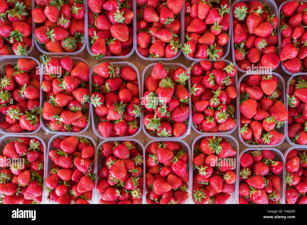 Fresh Ripe Strawberries In Plastic Boxes On Market Stall In Kisac Serbia Stock Photo Alamy Fresh Ripe Strawberries In Plastic Boxes On Market Stall In Kisac Serbia Stock Photo Alamy
