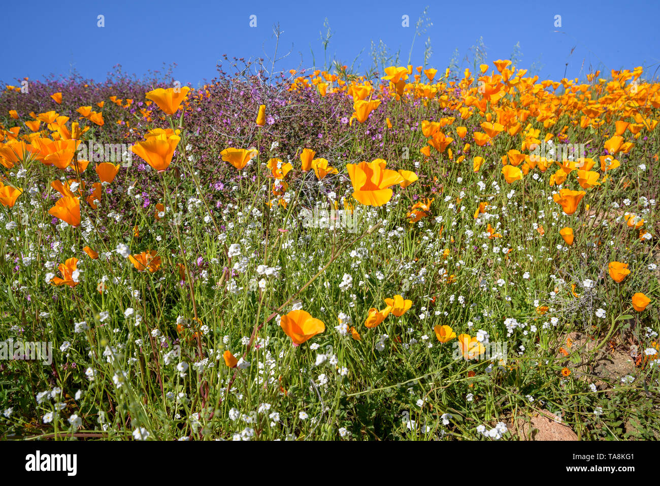 A California Super Bloom leaves the desert hillsides covered in vibrantly colored poppy floweres. Springtime is here. Stock Photo