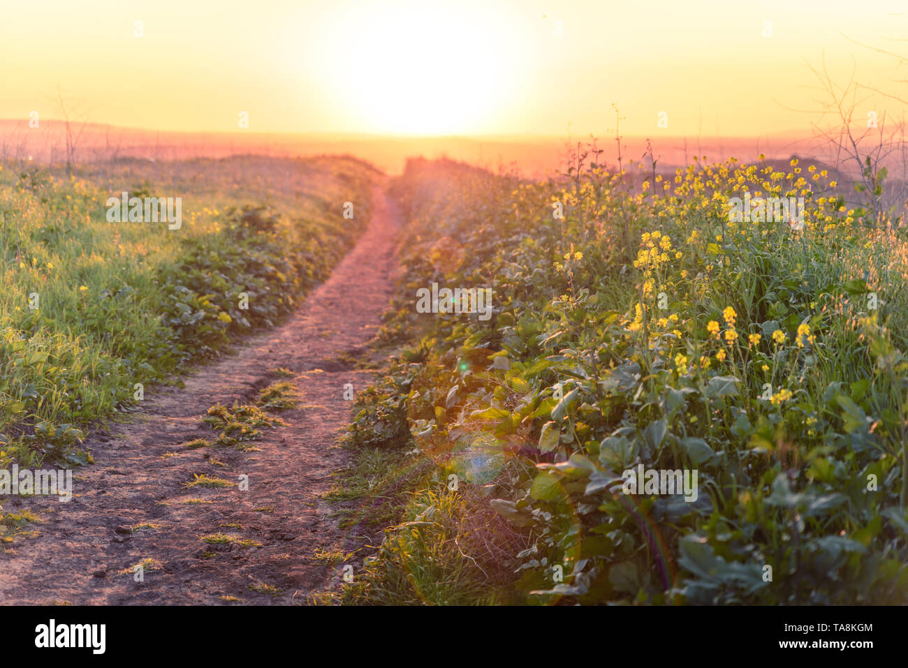 A warm sunset over dirt hiking trails in field of mustard Stock Photo