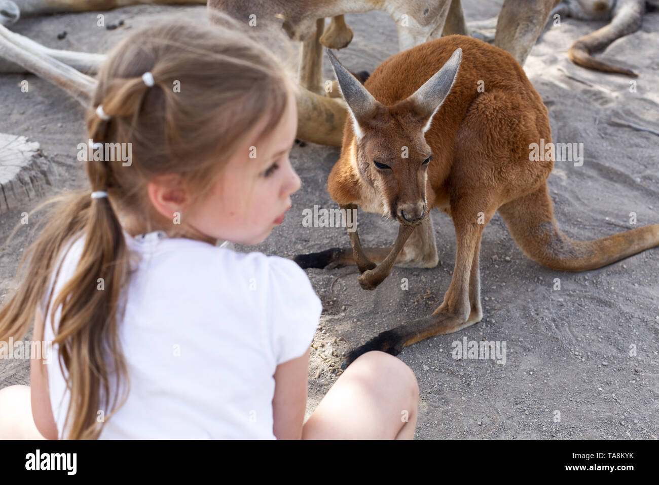 cute little girl and a kangaroo at an australian zoo in israel Stock Photo