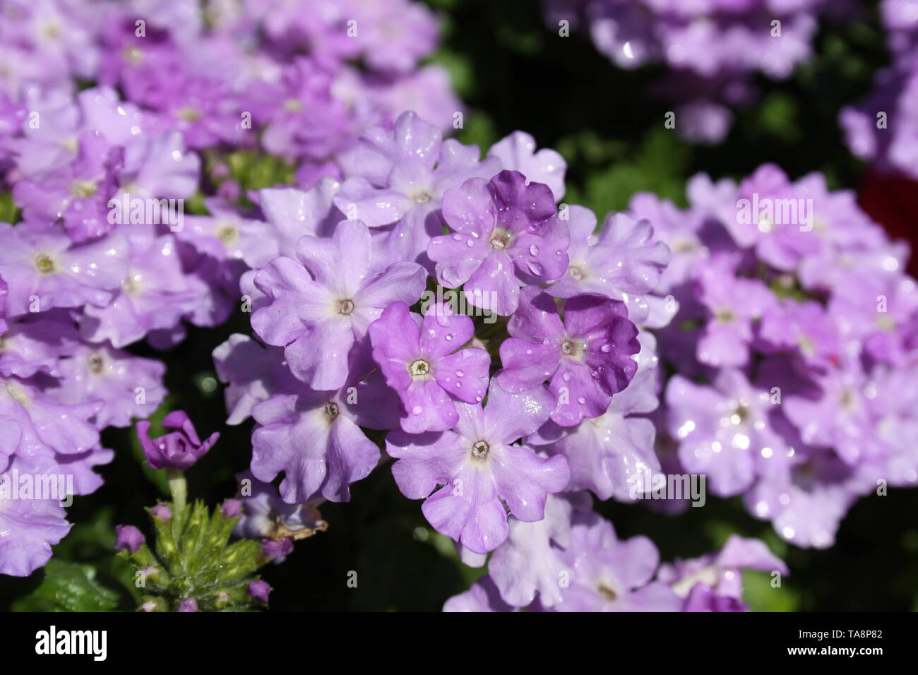 Alyssum cluster hi-res stock photography and images - Alamy