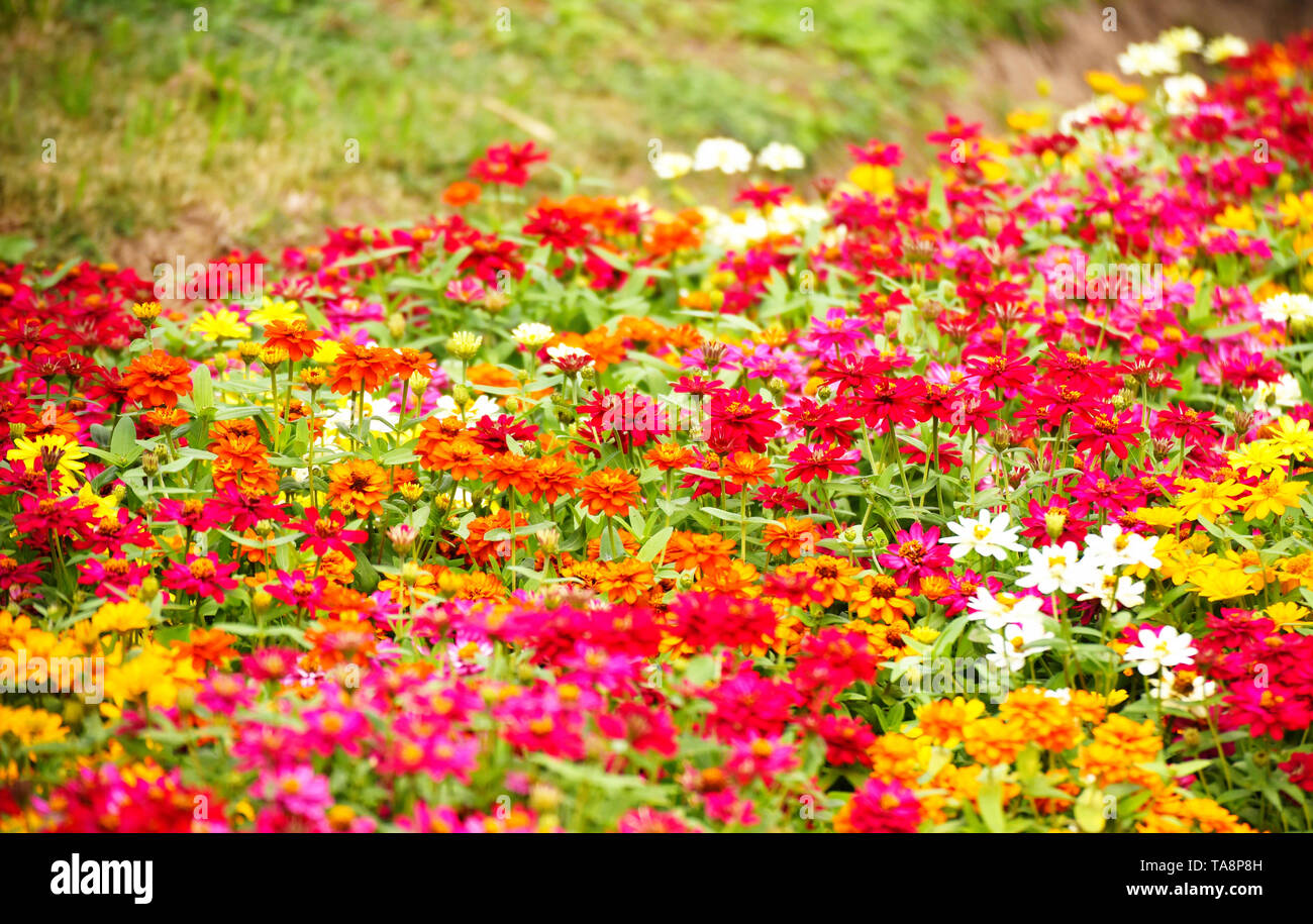 Colorful flower in the garden / Sulfur Cosmos calendula multi color