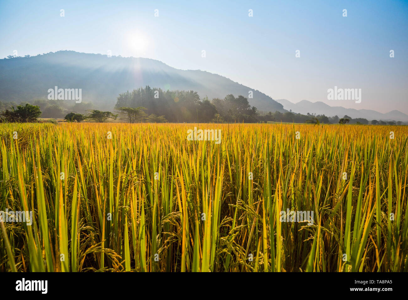 Asian golden rice paddy wait hi-res stock photography and images - Alamy