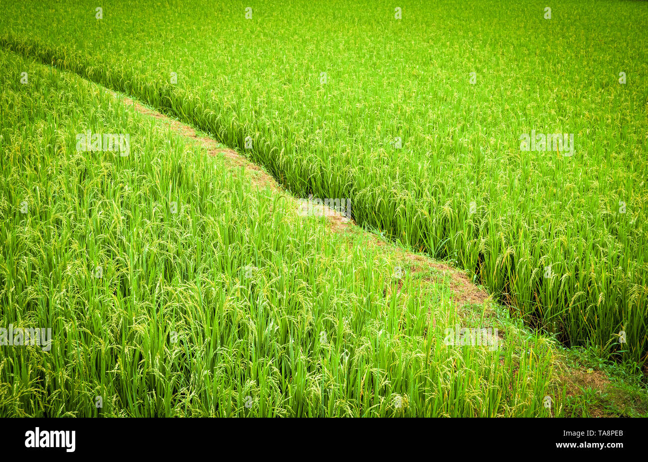 Rice field with Walkway background - green paddy rice on tree in  agriculture area Stock Photo - Alamy
