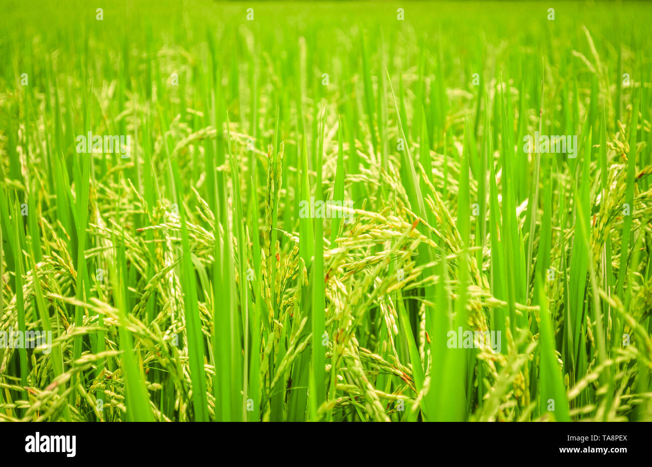 Rice field background - green paddy rice on tree in agriculture asia Stock Photo