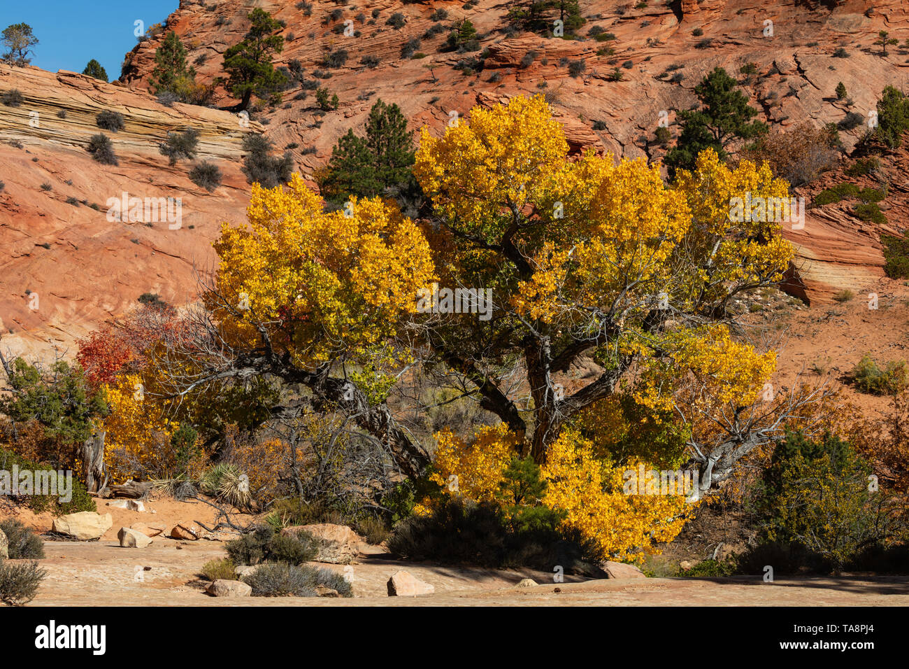 Cottonwood tree in autumn, Zion National Park, Utah Stock Photo