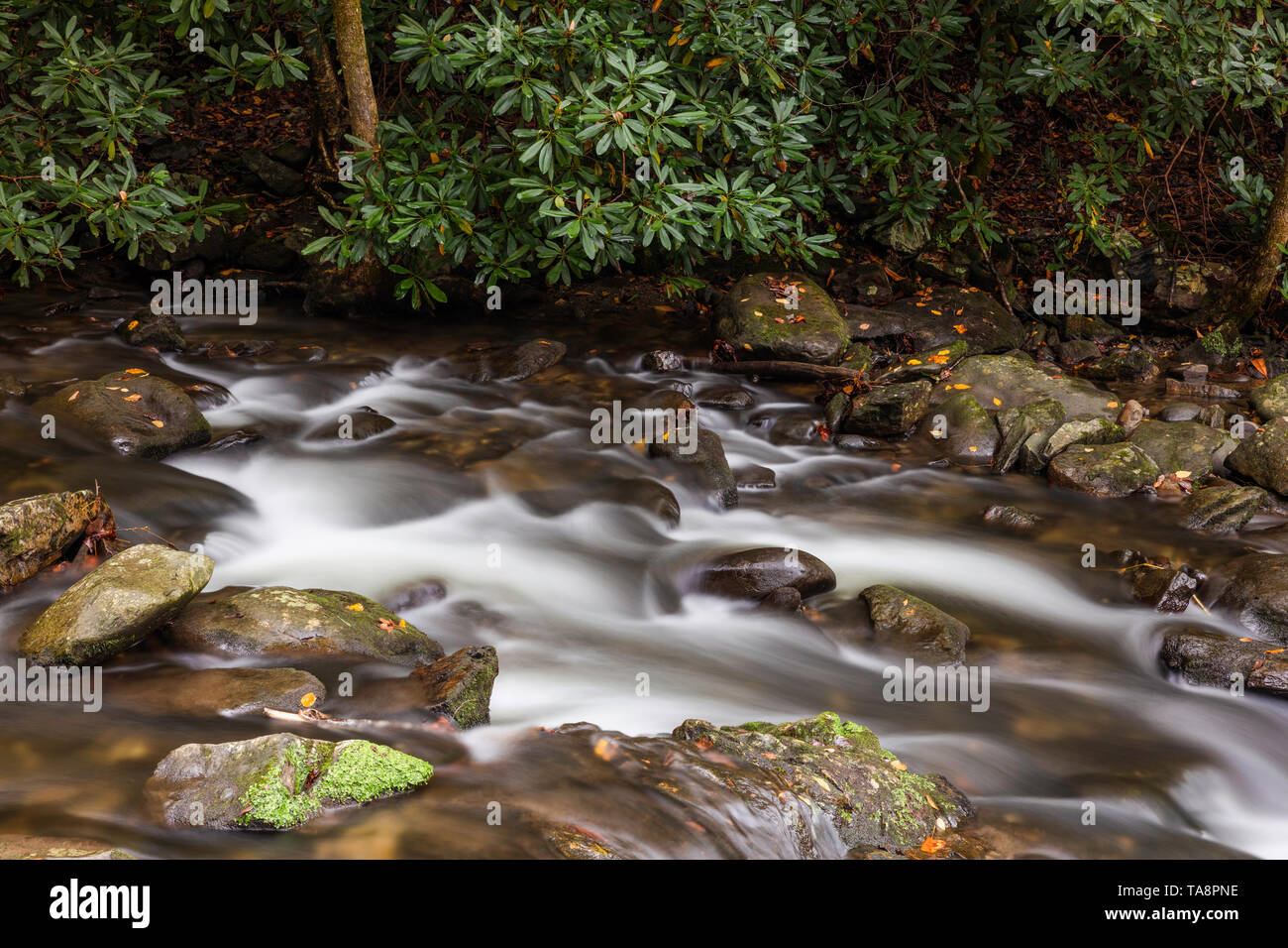 West Prong Little River, Laurel Creek Road, Great Smoky Mountains National Park, Tennessee Stock Photo