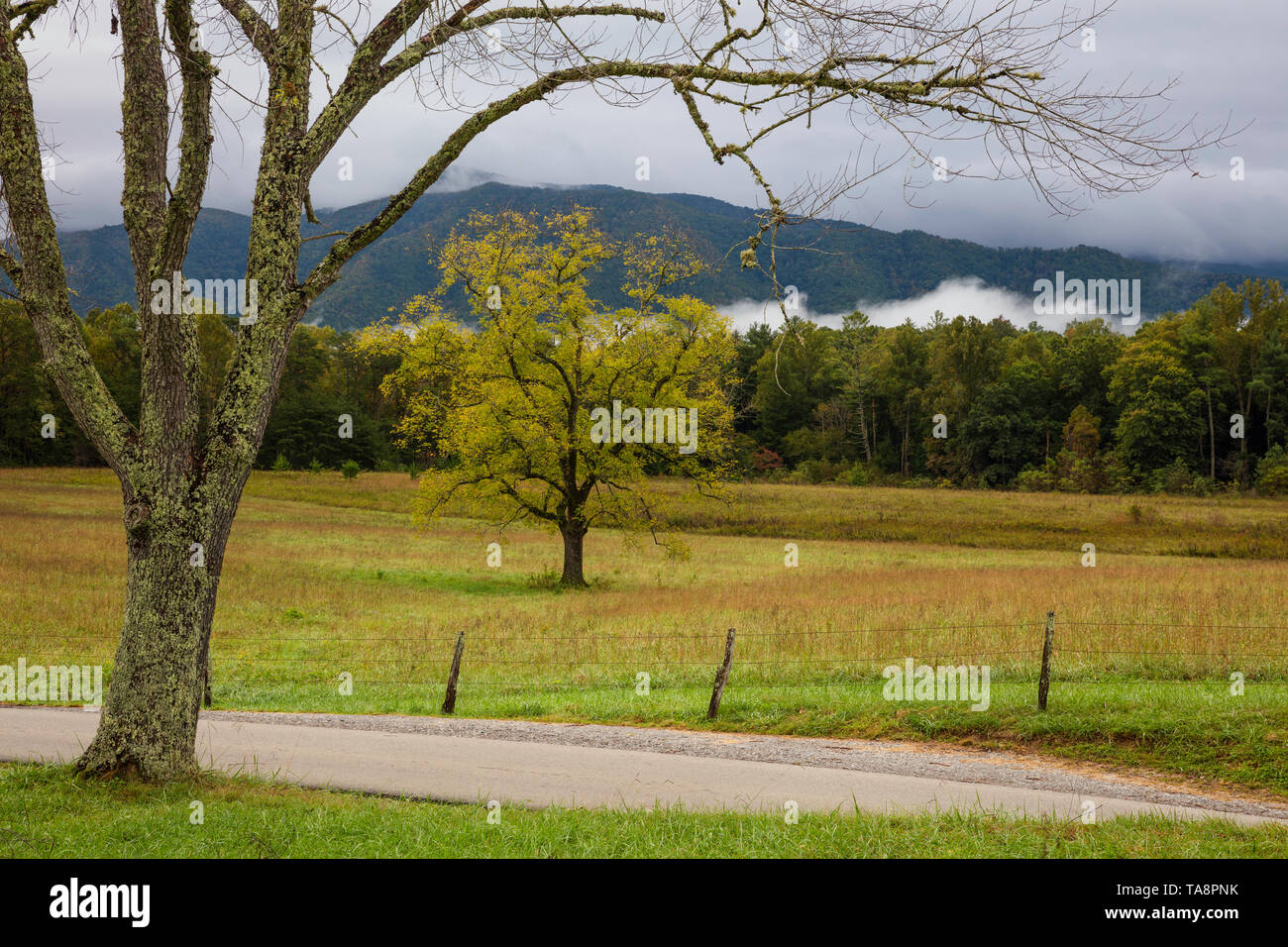 Lichen covered tree and meadow, Cades Cove, Great Smoky Mountains National Park, Tennessee Stock Photo