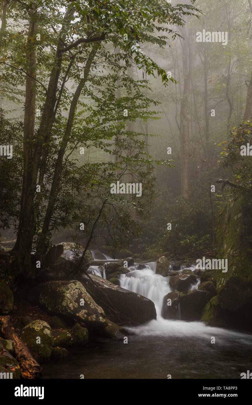 Roaring Fork in the mist, Roaring Fork Motor Nature Trail, Great Smoky